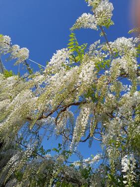 Foto - Urlaubsatmosphäre im Luftkurort Xanten