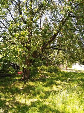 Foto - Einfamilienhaus zum Kaufen in Lauchhammer