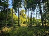 Foto - Wald Waldgrundstück Waldstück Freizeitgrundstück *NUR PACHT*