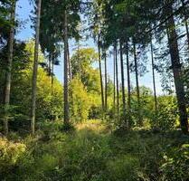 Wald Waldgrundstück Waldstück Freizeitgrundstück *NUR PACHT* - Enkenbach-Alsenborn