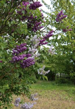 Foto - Idyllischer Kleingarten Nähe Eisleben