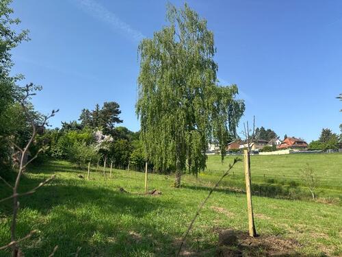 Foto - Grundstück zur Miete in Bornheim