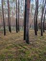 Foto - Wald Grundstück in der Nähe von Berlin