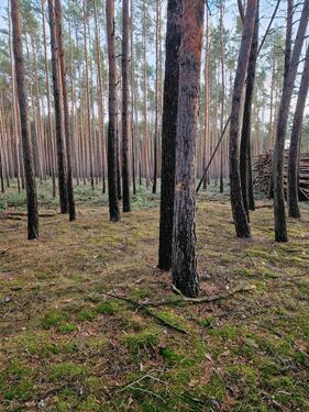Foto - Wald Grundstück in der Nähe von Berlin