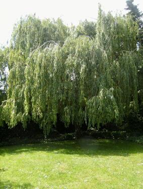Foto - Einfamilienhaus in Nottuln zur Miete