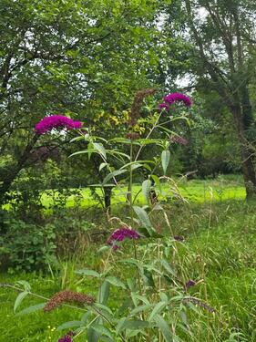 Foto - Garten mit Laube in NeustadtDosse zu vermieten