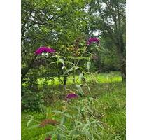 Garten mit Laube in NeustadtDosse zu vermieten - Neustadt (Dosse)