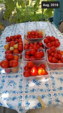 Foto - Großer Garten in Kleingartenanlage