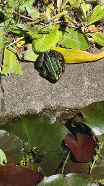 Foto - Grundst&uuml;ck in Greifswald zur Miete