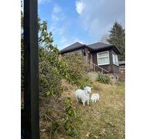 Ferienhaus mit Grundstück zu verkaufen - Neukirch/Lausitz