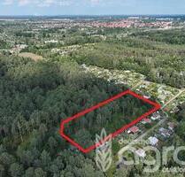 Stadtnaher Kiefernmischwald (ca. 0,5 ha) bei Hoyerswerda
