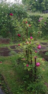 Foto - Grundst&uuml;ck in Oldenburg