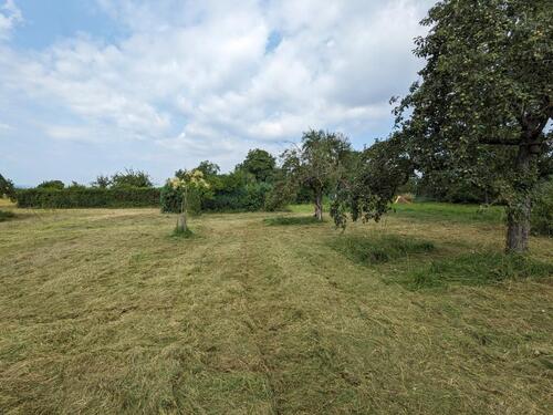 Foto - Wiese in Bietigheim Stückle Baumwiese Grundstück