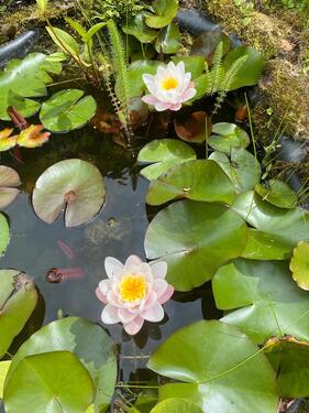 Foto - Kleingarten im KGV - 3.000,00&nbsp;EUR Kaltmiete, ca.&nbsp; 0,00&nbsp;m&sup2;