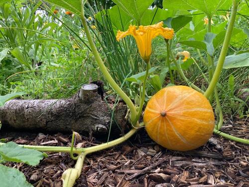 Foto - Kleingarten Pachtgarten, 485 qm mit massiver Laube an Spree