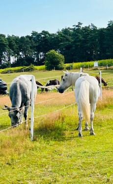 Foto - andere in Kirchdorf zur Miete