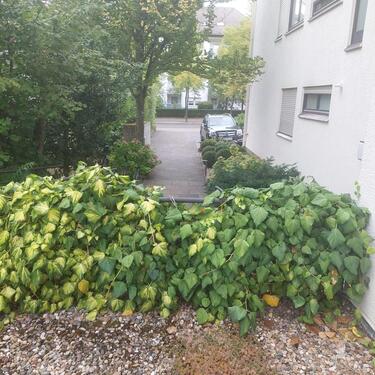 Foto - Helle Mietwohnung im Kurviertel, Erdgeschoß