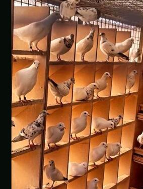 Foto - Garten Grundstück Tauben Vögel Hüner