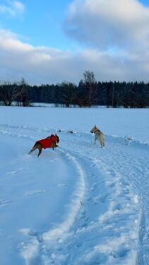 Foto - Haus oder Wohnung zur Miete bis 1.000 Euro warm
