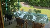 Foto - Garten mitpachten in Tamm für Hundebesitzer