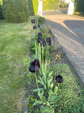 Foto - Einfamilienhaus in Sulzbach-Rosenberg zum Kaufen