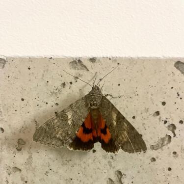 Foto - Zwischenmiete Leipzig, Zentrum-West 15.01.–15.03.26