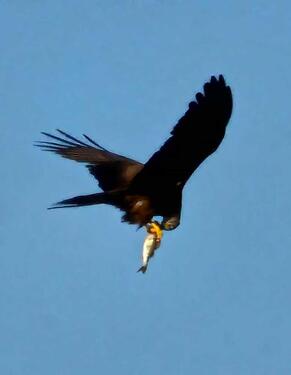 Foto - andere zur Miete in Koserow