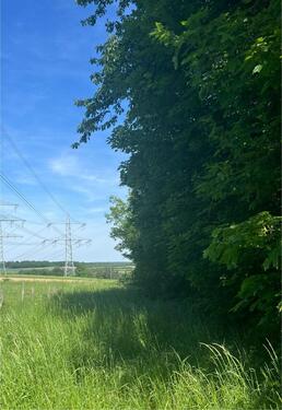Foto - Wiesenfläche - 150,00 EUR Kaltmiete, ca.  0,00 m²