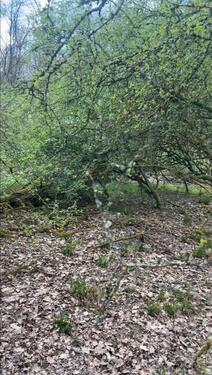 Foto - Grundst&uuml;ck in Schlangenbad zur Miete