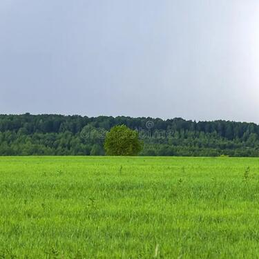 Foto - Kleingarten-Gartenfläche zu verpachten – naturnaher Anbau erlaub