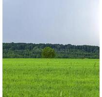 Kleingarten-Gartenfläche zu verpachten – naturnaher Anbau erlaub - Rheinfelden (Baden)