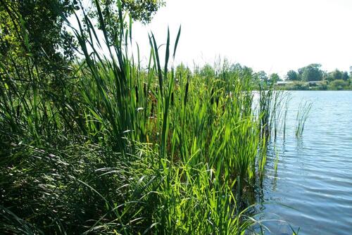 Foto - Datsche mit Gartennutzung - 150,00 EUR Kaltmiete, ca.  0,00 m²