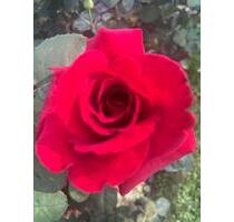 4-Zimmerwohnung - 1.100,00&nbsp;EUR Kaltmiete, ca.&nbsp; 98,00&nbsp;m&sup2; in Karlstein am Main (PLZ: 63791)