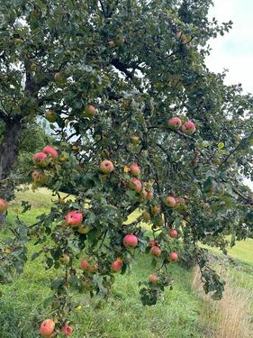 Foto - Grundst&uuml;ck in Metzingen zur Miete