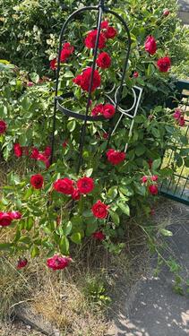 Foto - Grundst&uuml;ck zur Miete in Brandenburg an der Havel