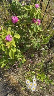 Foto - Grundst&uuml;ck in Brandenburg an der Havel