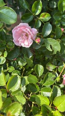 Foto - Grundst&uuml;ck in Brandenburg an der Havel zur Miete