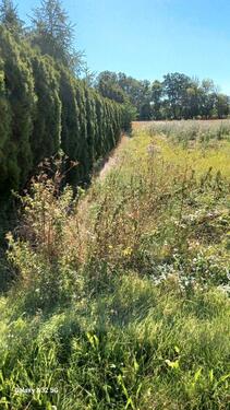 Foto - Einfamilienhaus in Elsteraue zum Kaufen