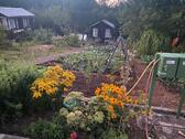 Foto - Schrebergarten Kleingarten Selbstversorgergarten Tailfingen
