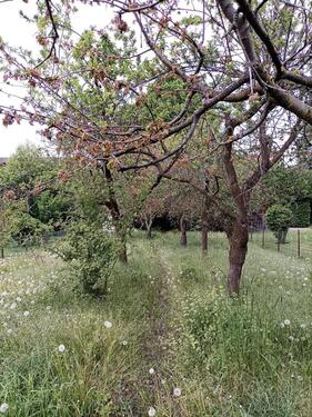Foto - Einfamilienhaus in Bockenem zum Kaufen