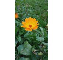 Gemütliches Gartenhaus in ForstLausitz - Forst (Lausitz)