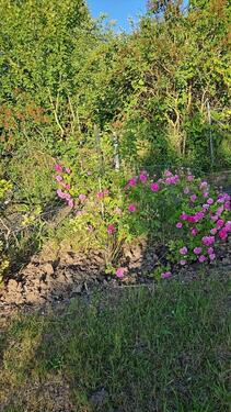 Foto - Grundstück in Hildesheim zur Miete
