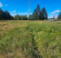 Grundstück 6500m² zur Pacht in Lauchhammer Wiese, Weide Koppel