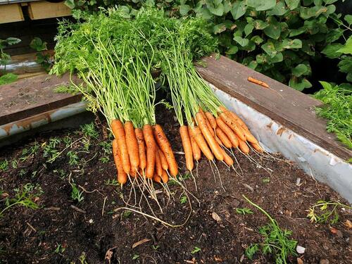 Foto - Grundst&uuml;ck in Hatten zur Miete