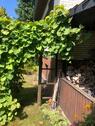 Foto - Einfamilienhaus in Bienenbüttel zum Kaufen