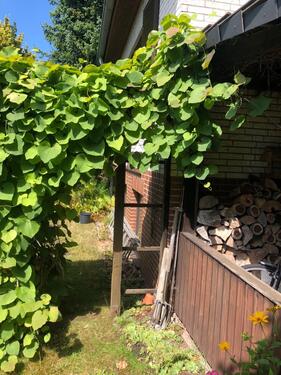 Foto - Einfamilienhaus in Bienenbüttel zum Kaufen