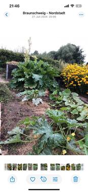 Foto - Grundst&uuml;ck zur Miete in Braunschweig