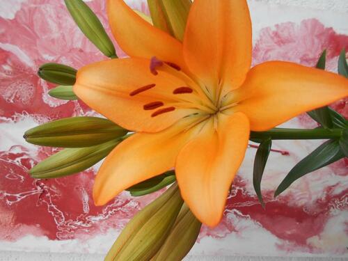 Foto - Möblierte Wohnung mit Balkon zu sofort zu vermieteten