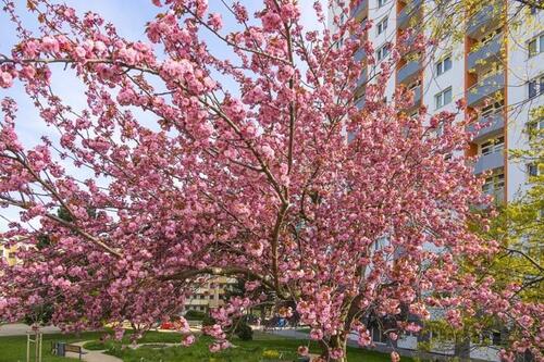 Foto - Große 3 Raumwohnung mit Balkon!