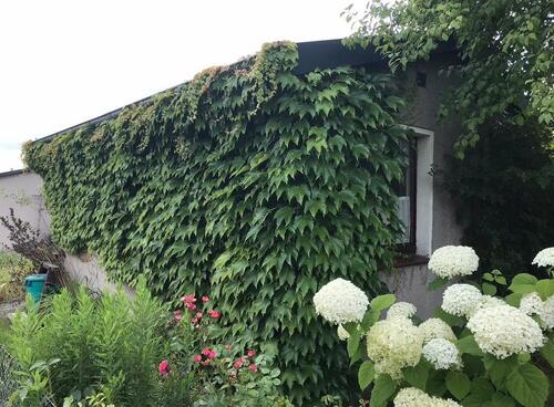 Foto - Grundst&uuml;ck zur Miete in Görlitz